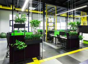 Buy Indoor Office Plants in Dubai, UAE