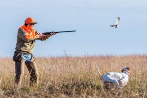 Pheasant Hunting in Iowa