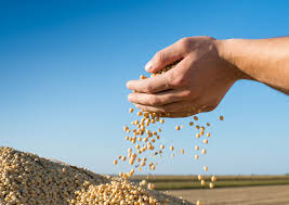 Global Soybean Market