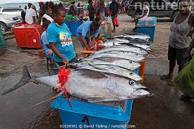 Tuna Fish Market